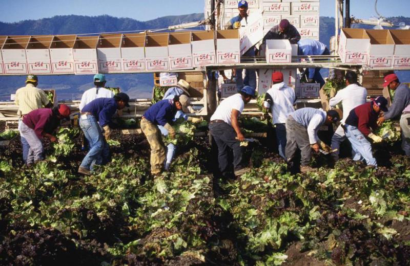 A small group of farm workers harvesting leafy crops. There is a row of boxes suspended on a rack that they are filling in a conveyor belt style.