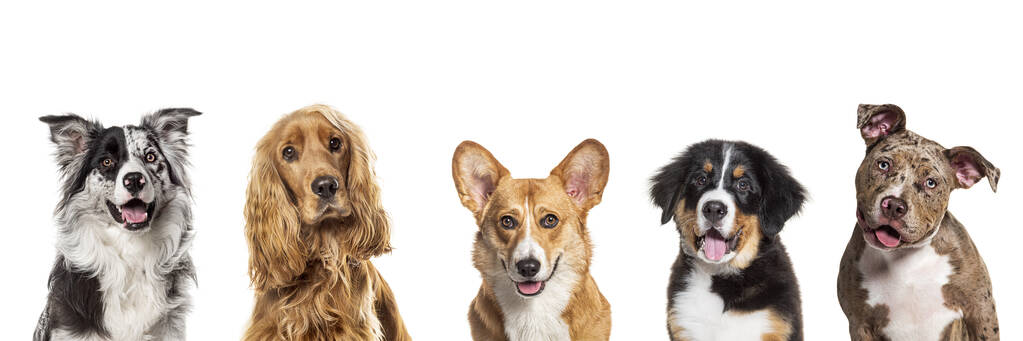5 happy dogs and 5 different breeds