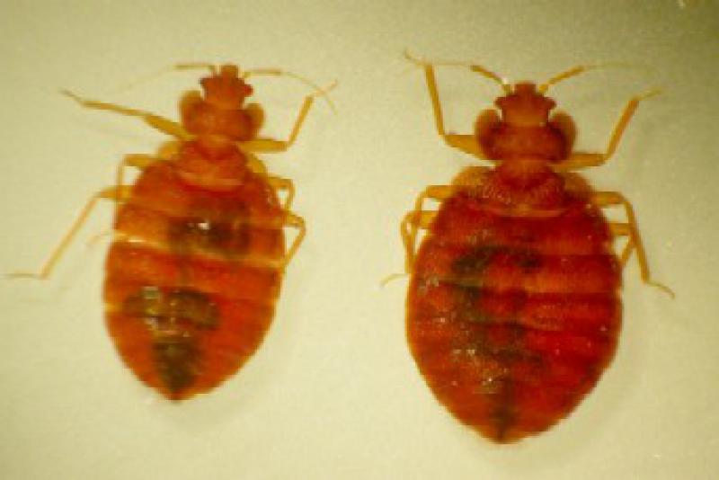 Two bed bugs are shown side by side. They are both a reddish orange with six legs and two antennae. They are slightly transparent and you can see their organs through their exoskeleton.