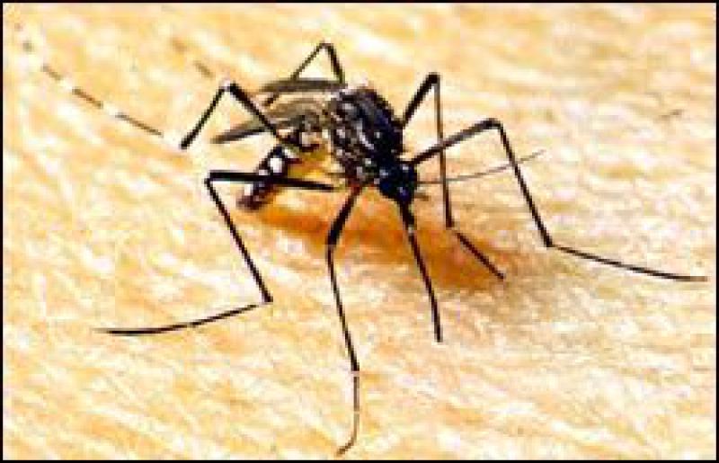 A black mosquito is seen on a person's skin. The mosquito has six legs, with its hind two being much longer than all its other legs. It has white stripes on it's hind legs, and white dots along the side of its thorax.