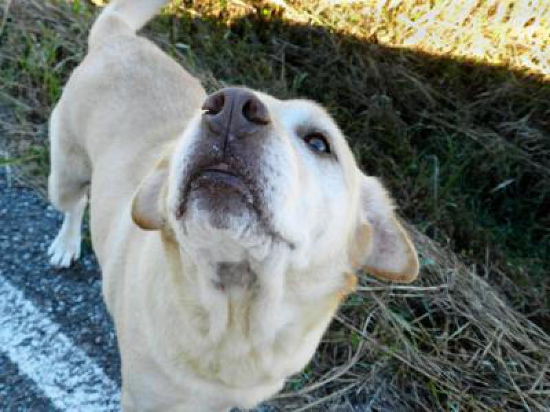 A yellow dog is looking up into the air. It is standing on on the edge of the road next to a patch of grass.